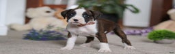 Boxer dogs for sale: Blair - Ad 4