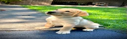 Labrador Retriever dogs for sale: Bentley - Ad 4