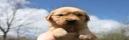Golden Retriever dogs for sale: Eclair  - Ad 1