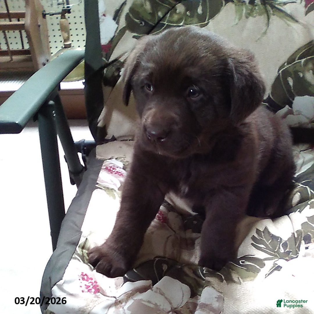 Labrador Retriever dogs Rocky - Ad 1