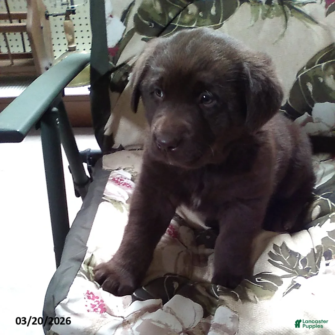 Labrador Retriever dogs for sale: Rocky - Ad 1