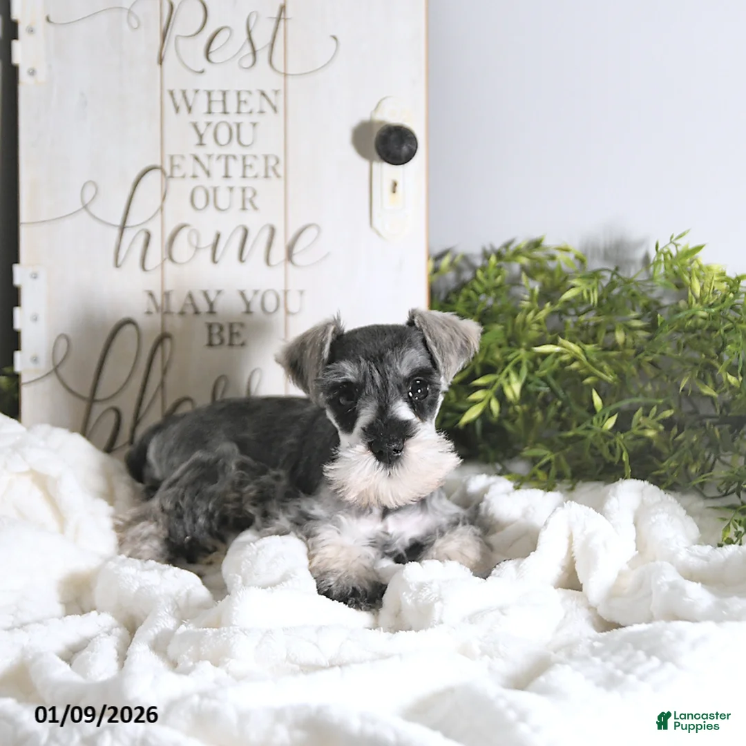 Miniature Schnauzer dogs for sale: Nick  - Ad 3