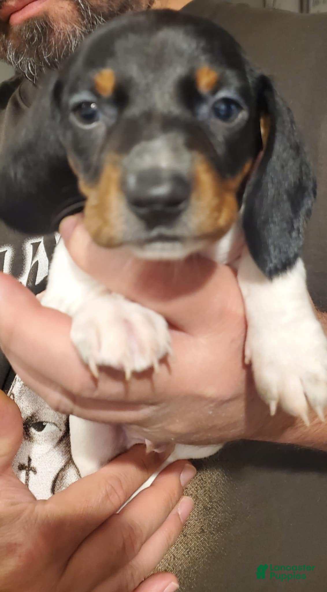 Dachshund dogs for sale: Dachshund Puppy 1 - Ad 2