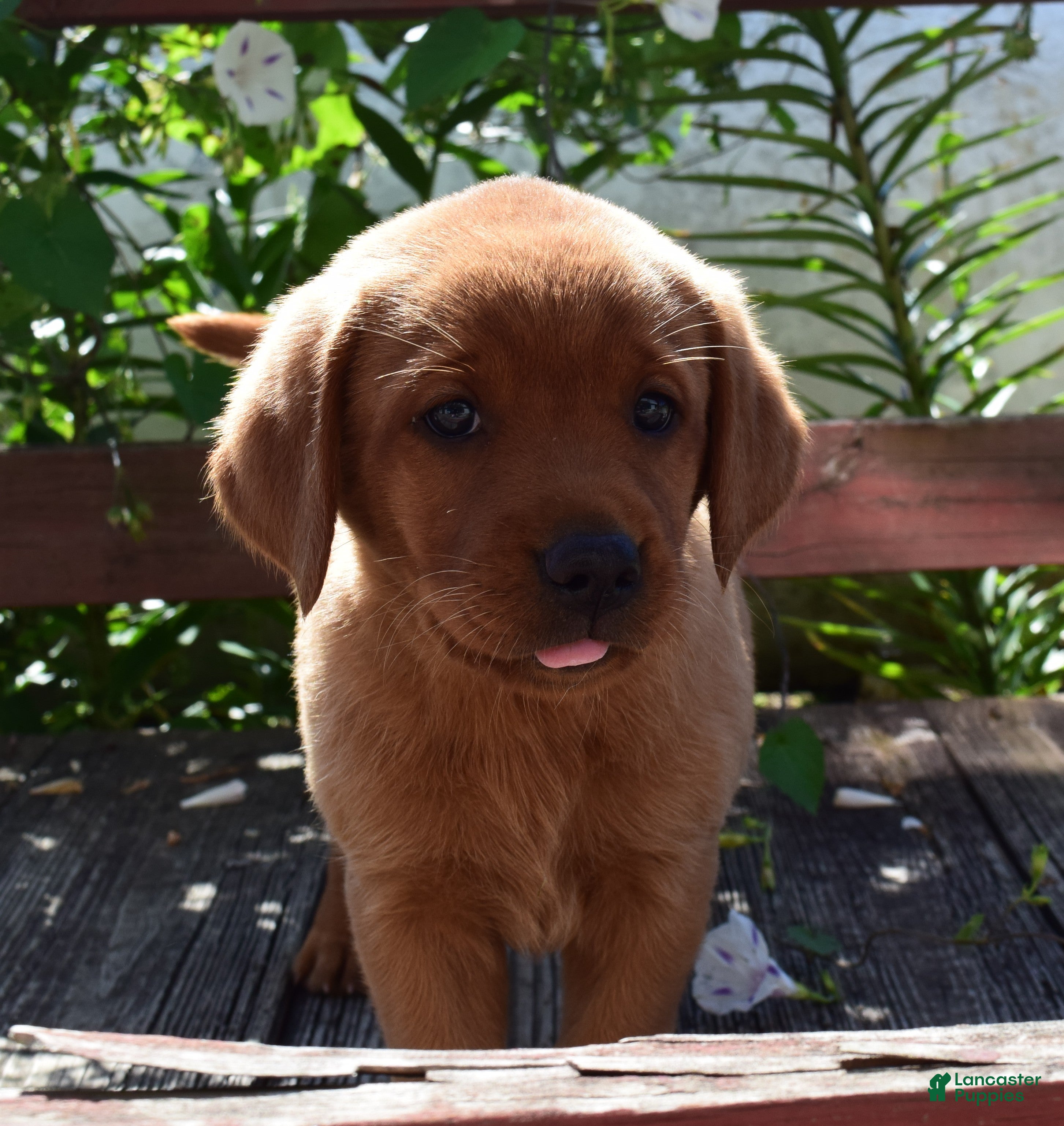 Labrador Retriever dogs Blondie - Ad 1