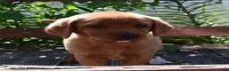 Labrador Retriever dogs for sale: Blondie - Ad 1