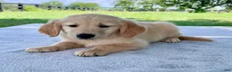 Golden Retriever dogs for sale: Domino - Ad 4