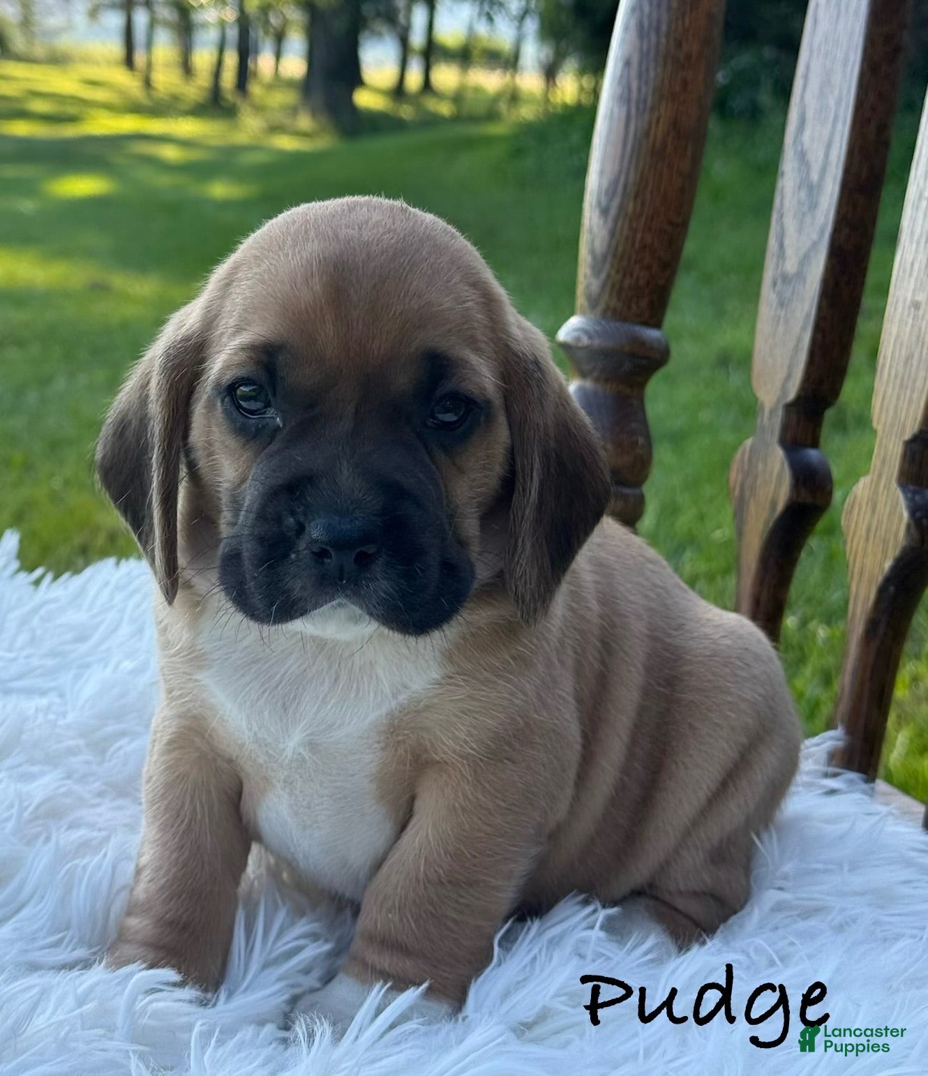 Puggle dogs Pudge - Ad 1
