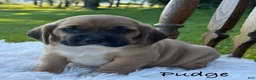 Puggle dogs for sale: Pudge - Ad 1