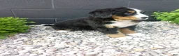 Bernese Mountain Dog dogs for sale: Grace - Ad 5