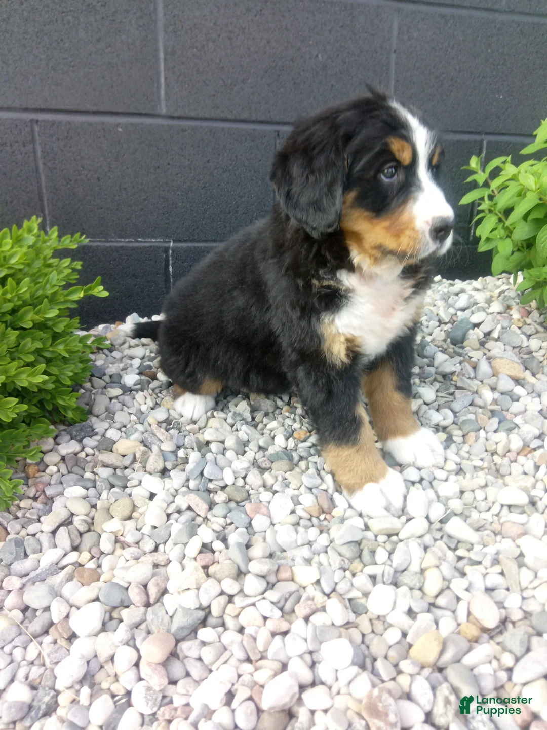 Bernese Mountain Dog dogs for sale: Grace - Ad 5
