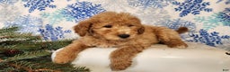 Mini Goldendoodle dogs for sale: Dover - Ad 5