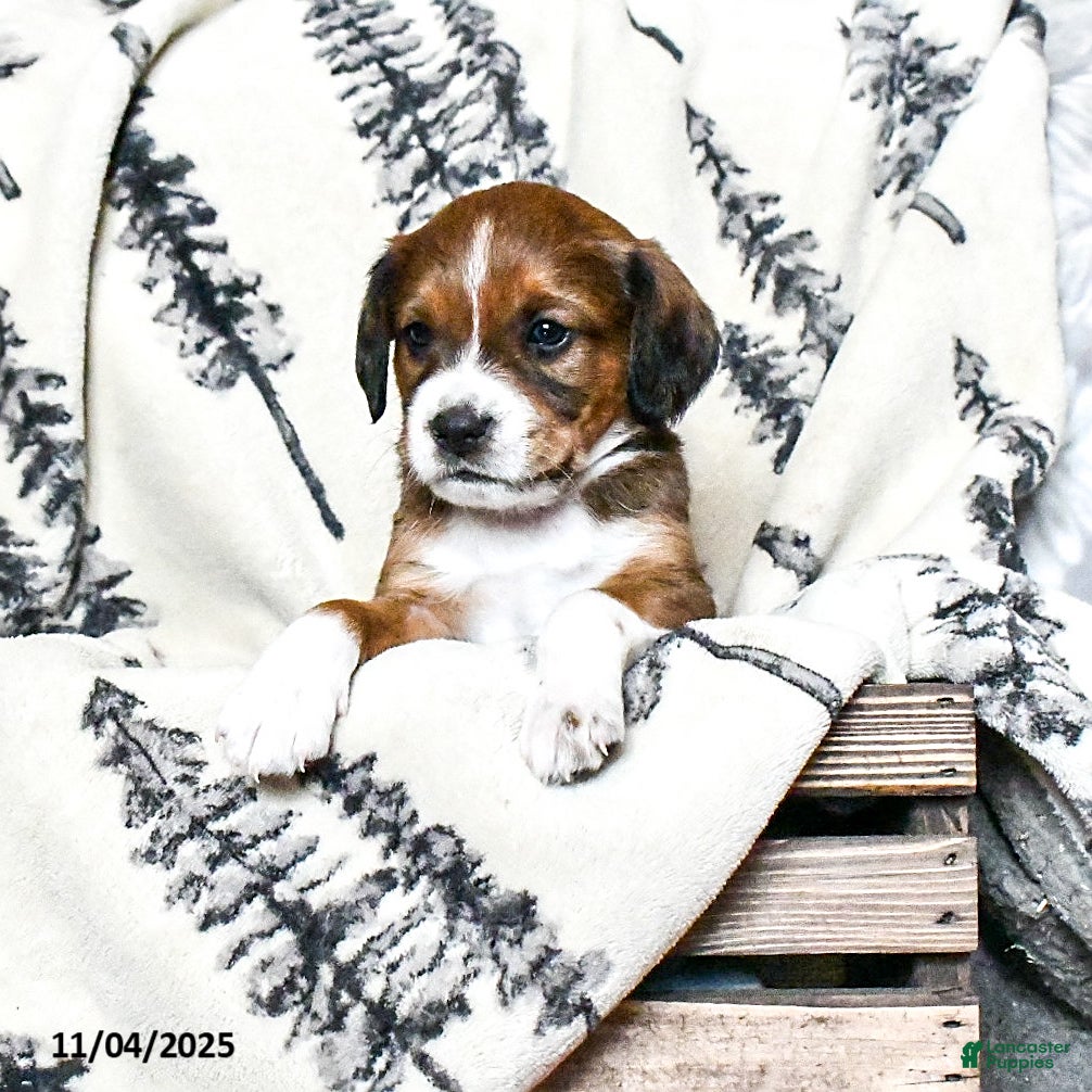 Beaglier dogs Morgan - Ad 2