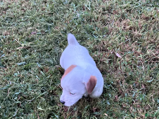 Jack Russell Terrier dogs for sale: Boy 2 - Ad 1