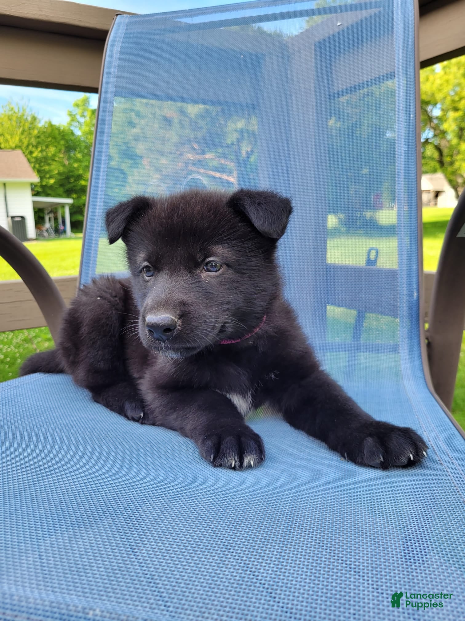 Mixed Breed dogs Freya - Ad 1
