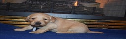 Golden Retriever dogs for sale: Heath - Ad 1