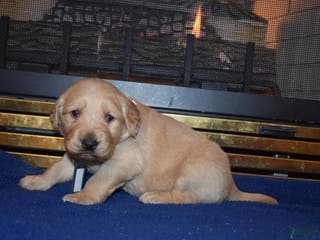 Golden Retriever dogs Heath - Ad 12