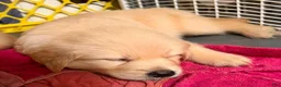 Golden Retriever dogs for sale: Muffin - Ad 11