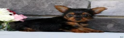 Morkie dogs for sale: Owen - Ad 4