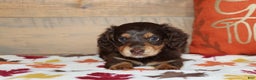 Miniature Dachshund dogs for sale: Teddy - Ad 1