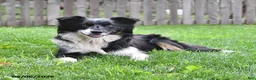Mixed Breed dogs for sale: Willow - Ad 4