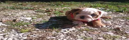 French Bulldog dogs for sale: English Bulldog 2 - Ad 2