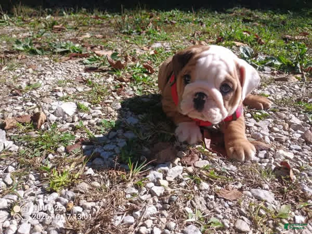 French Bulldog dogs for sale: English Bulldog 2 - Ad 2