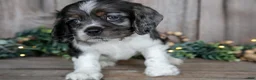 Cocker Spaniel dogs for sale: Monty - Ad 2