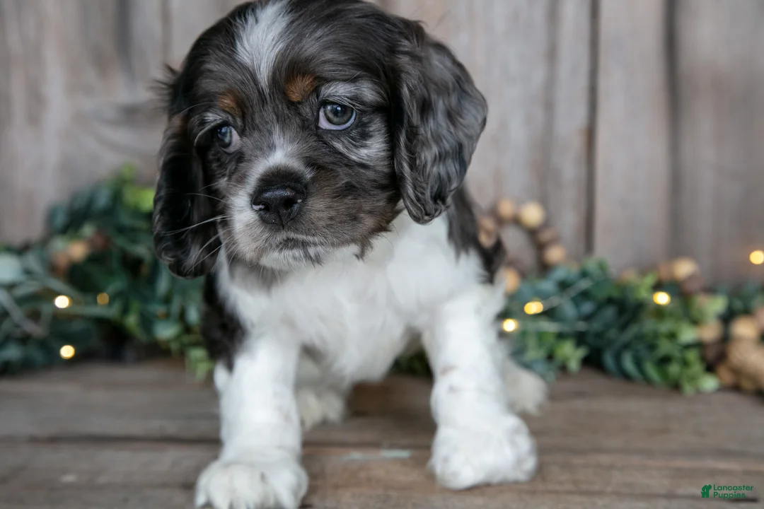 Cocker Spaniel dogs for sale: Monty - Ad 2
