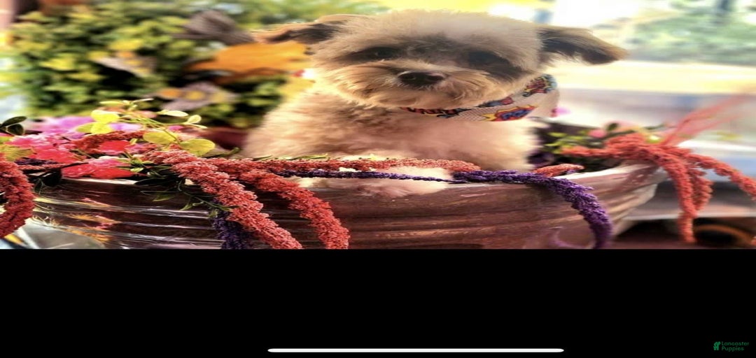 Gallery Image {{count}}