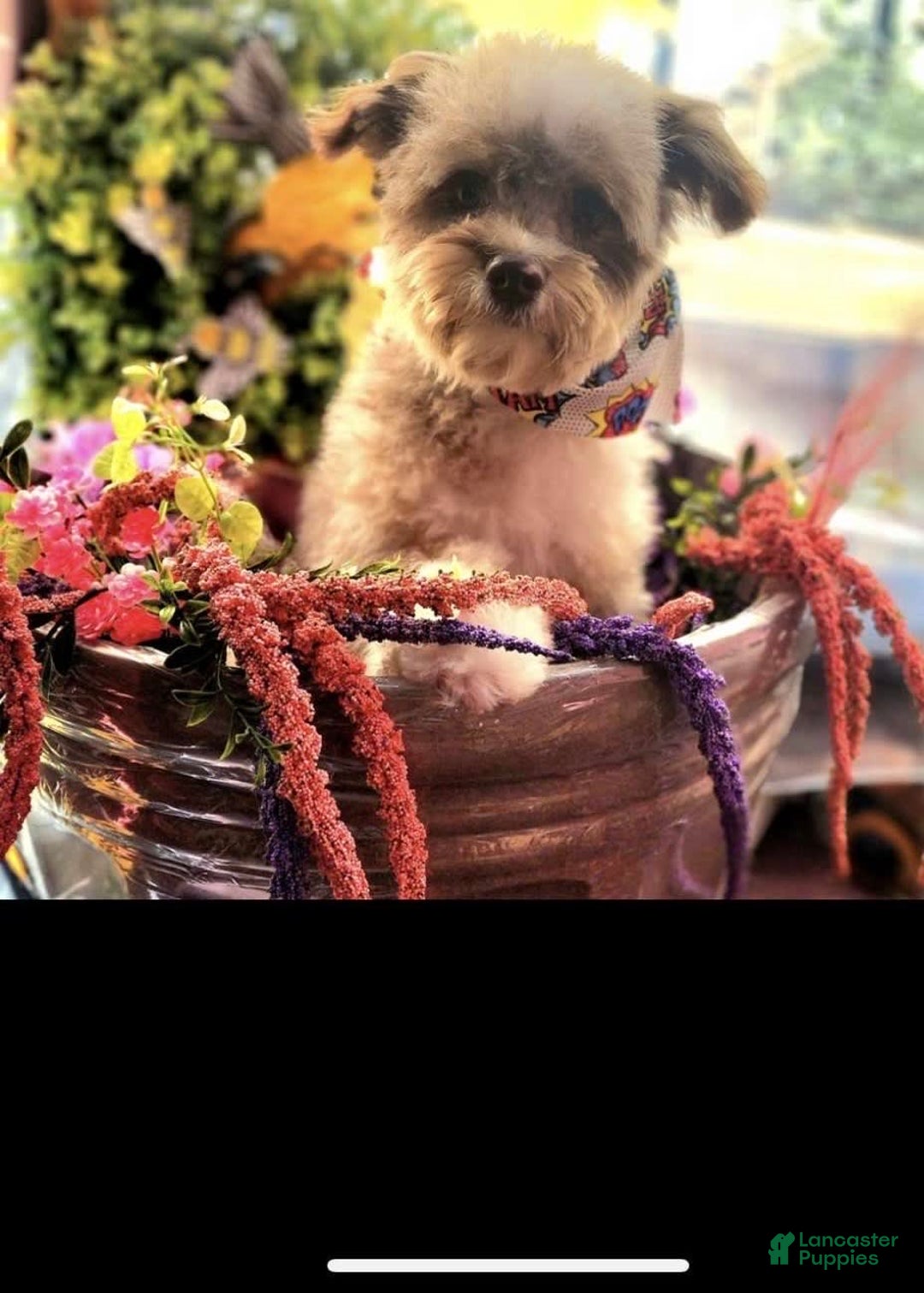 Gallery Image {{count}}