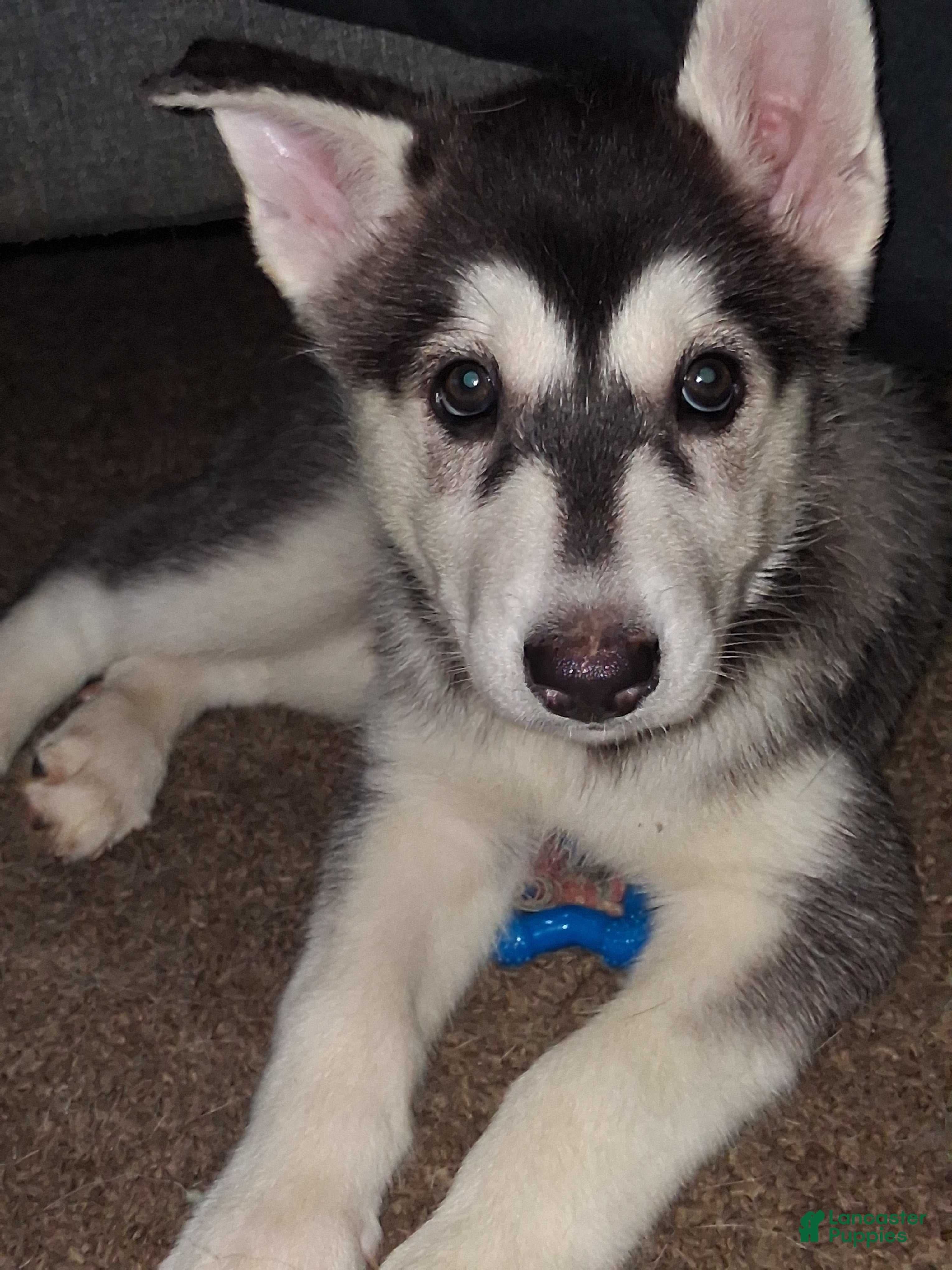 Gerberian Shepsky dogs Dianna - Ad 18