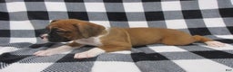 Boxer dogs for sale: Noel - Ad 4