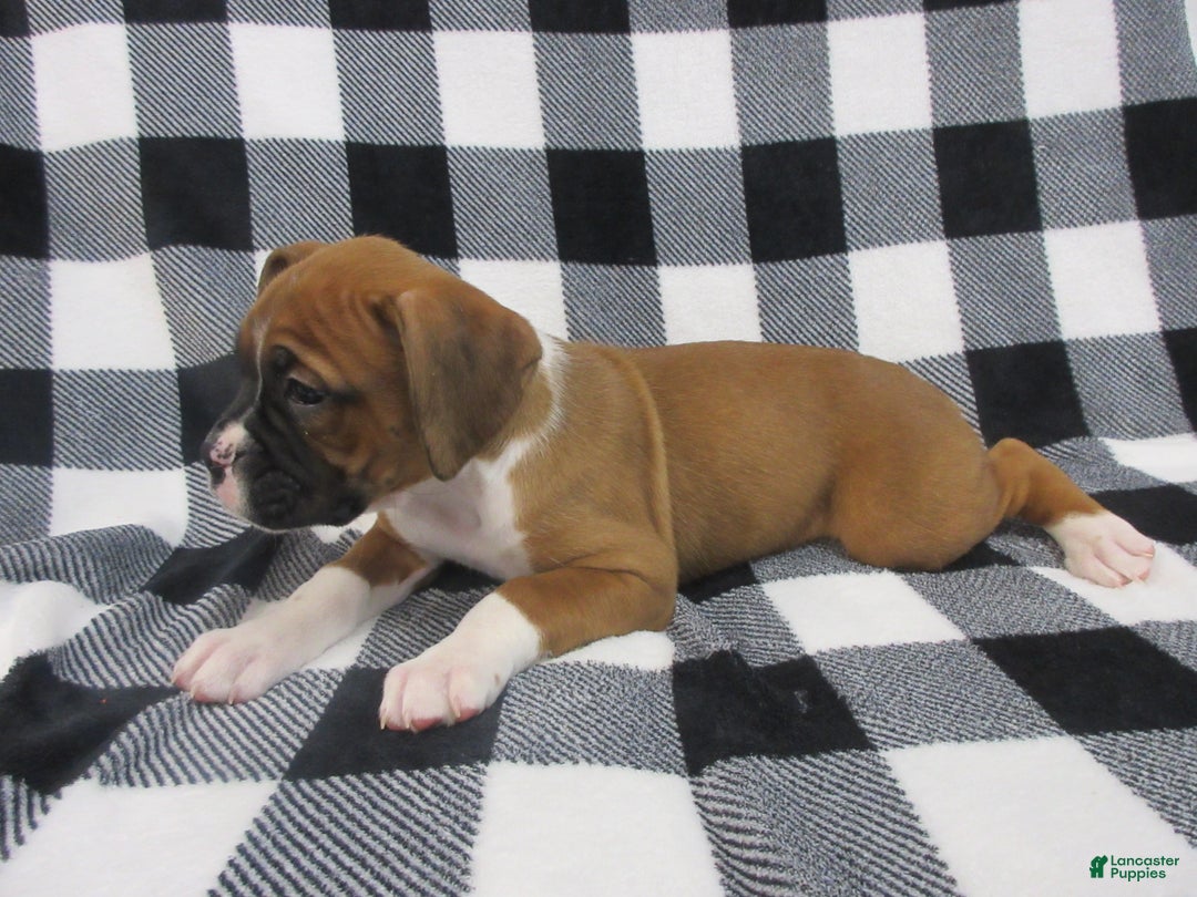 Boxer dogs for sale: Noel - Ad 4
