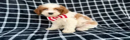 Cavapoo dogs for sale: Boss - Ad 4