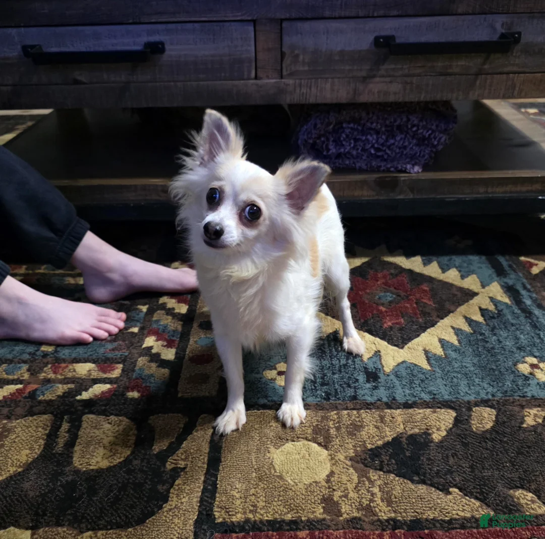 Chihuahua dogs for sale: Peanut - Ad 7