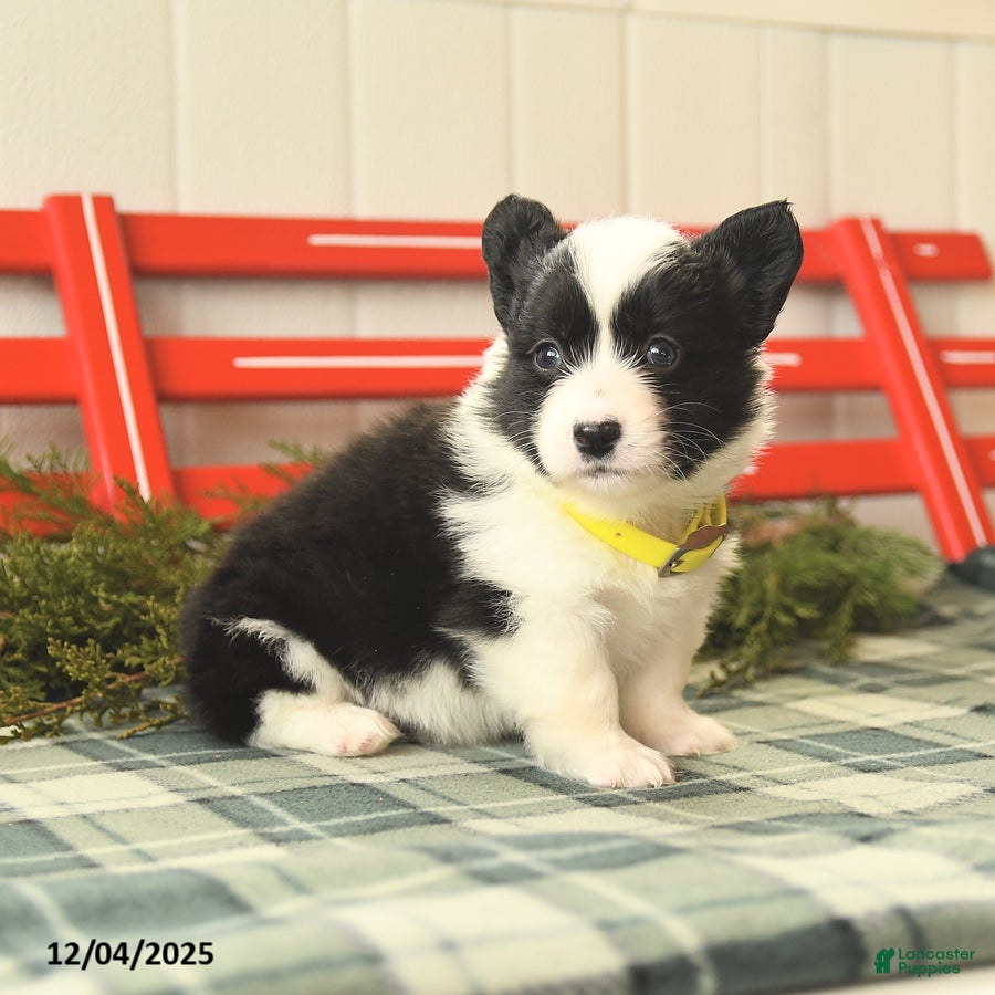 Welsh Corgi Pembroke dogs Fluffy Flurry - Ad 21