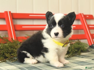 Welsh Corgi Pembroke dogs Flurry - Ad 22