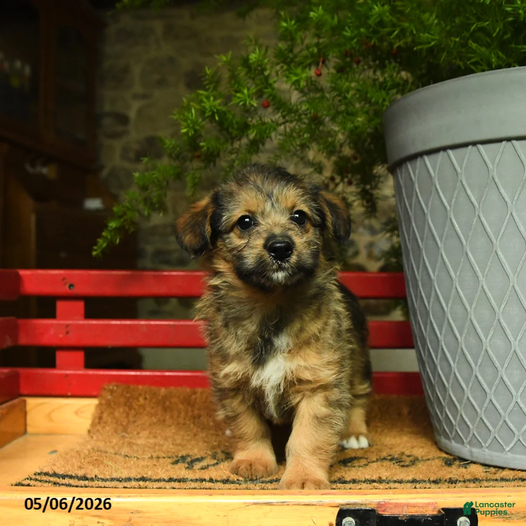 Corgipoo dogs for sale: Fauna - Ad 3