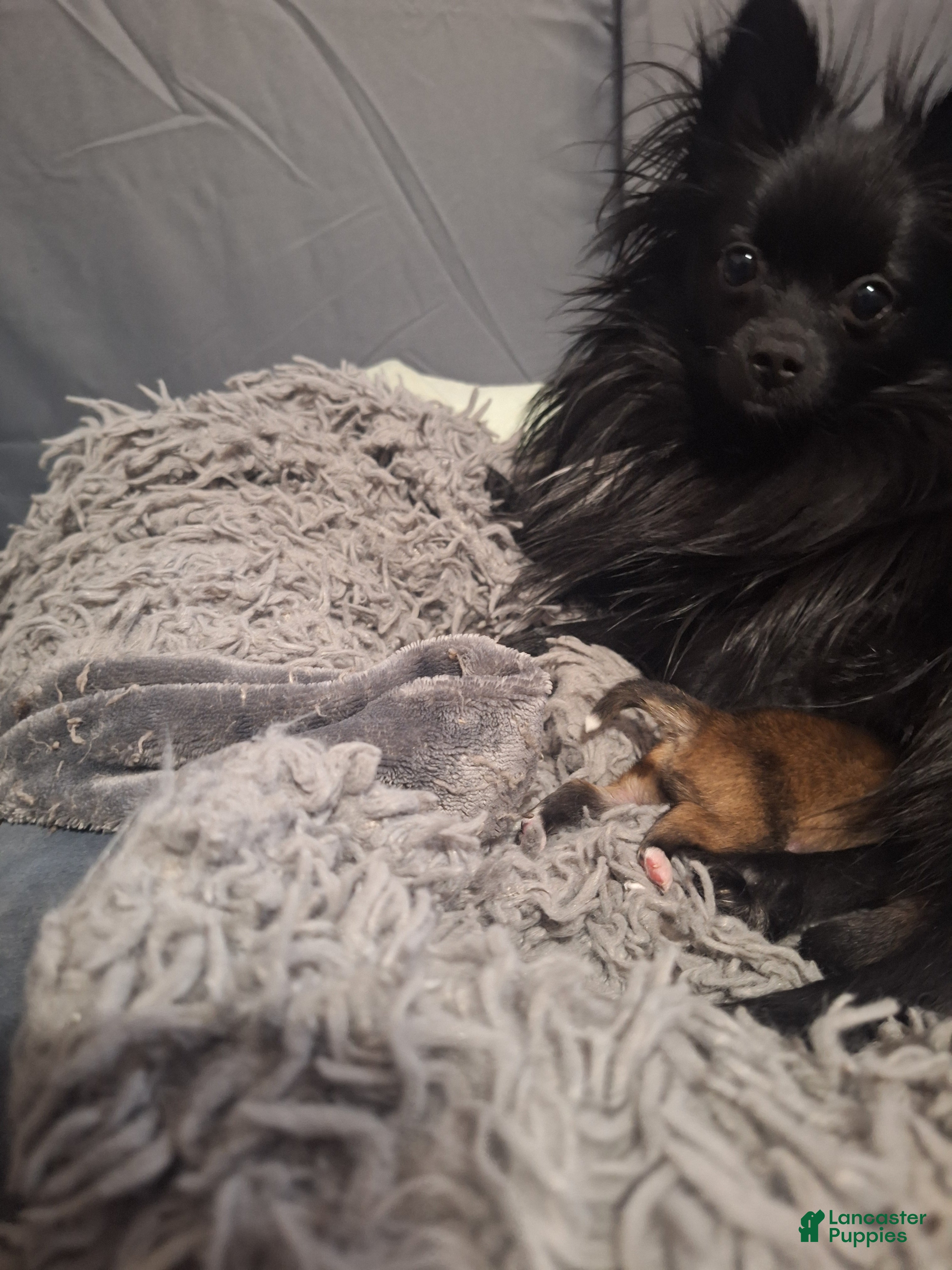Pomeranian dogs Daisy - Ad 41