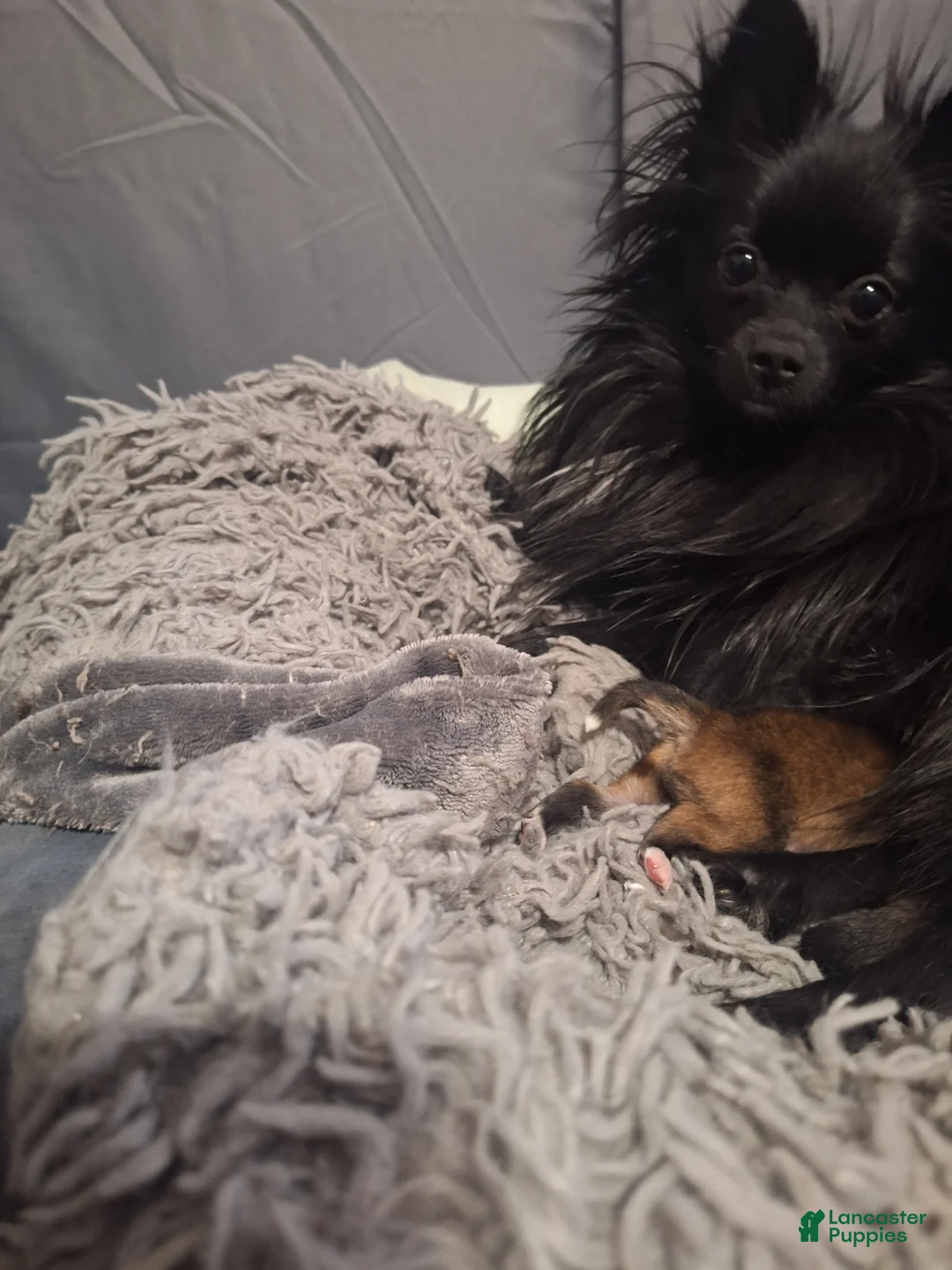 Pomeranian dogs for sale: Daisy - Ad 1
