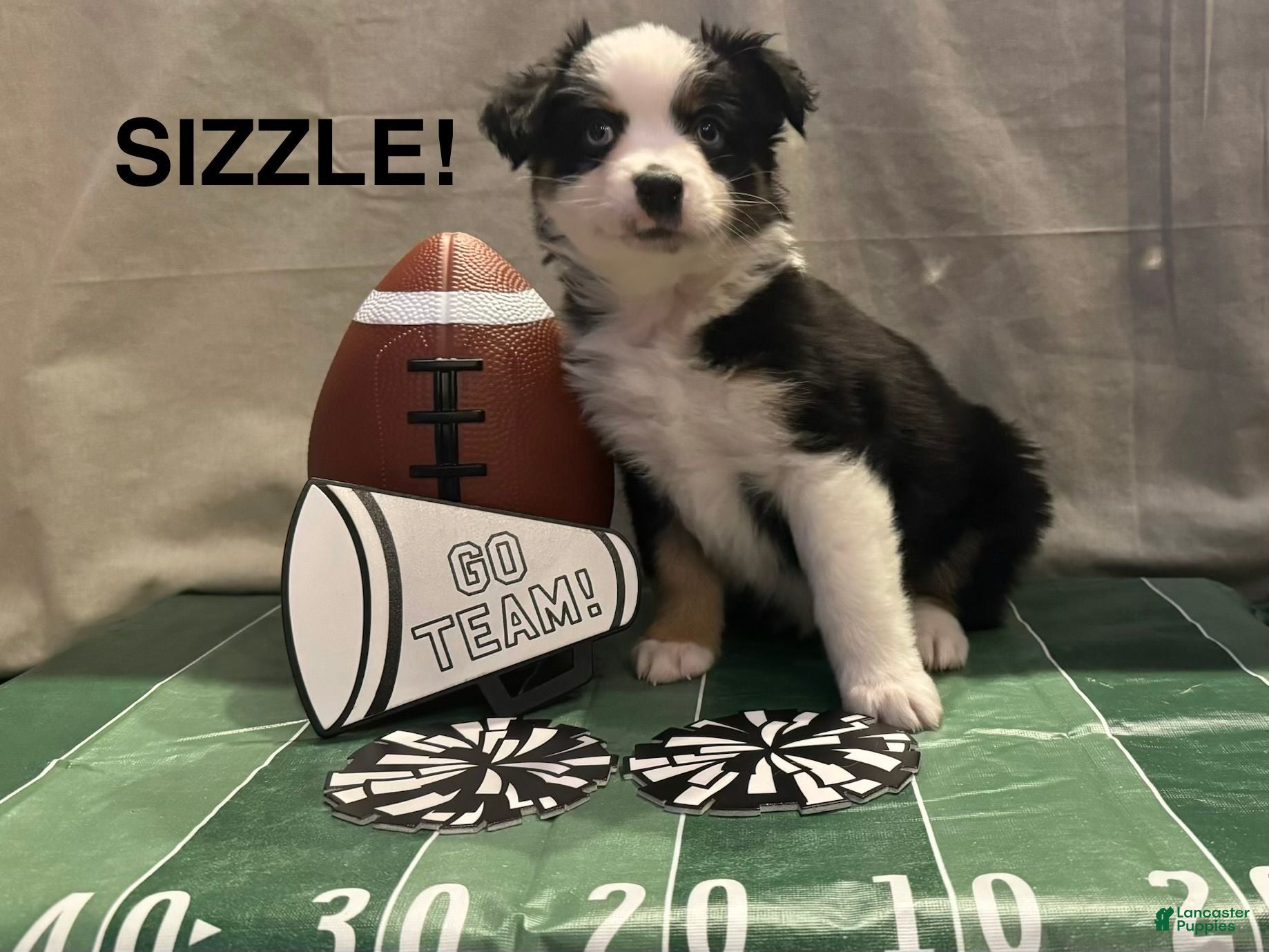 Miniature Australian Shepherd dogs Miniature Australian Shepherd 9 - Ad 1