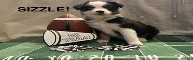 Miniature Australian Shepherd 9