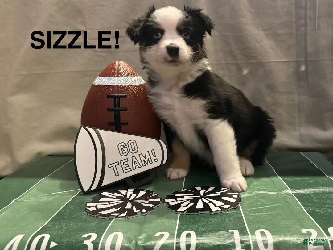 Miniature Australian Shepherd dogs for sale: Miniature Australian Shepherd 9 - Ad 1