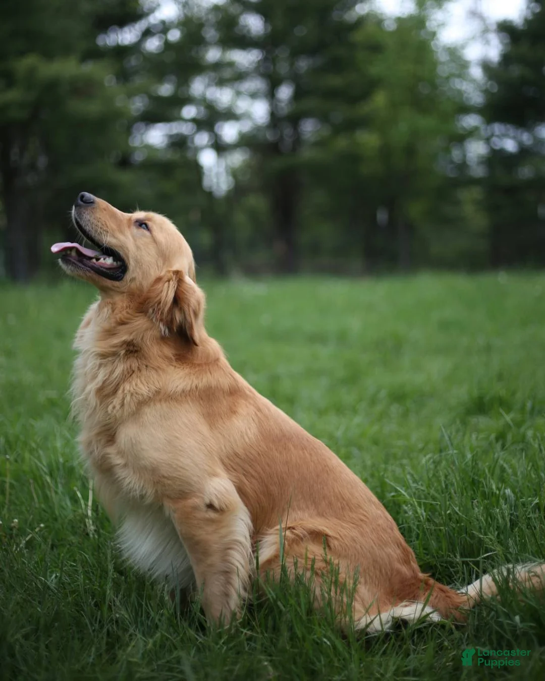 Golden Retriever dogs for sale: Benny - Ad 2