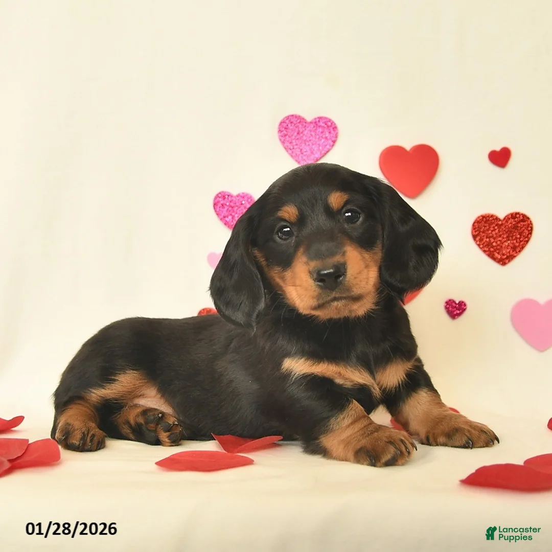 Miniature Dachshund dogs for sale: Otto - Ad 1