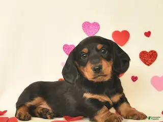 Miniature Dachshund dogs Otto - Ad 14