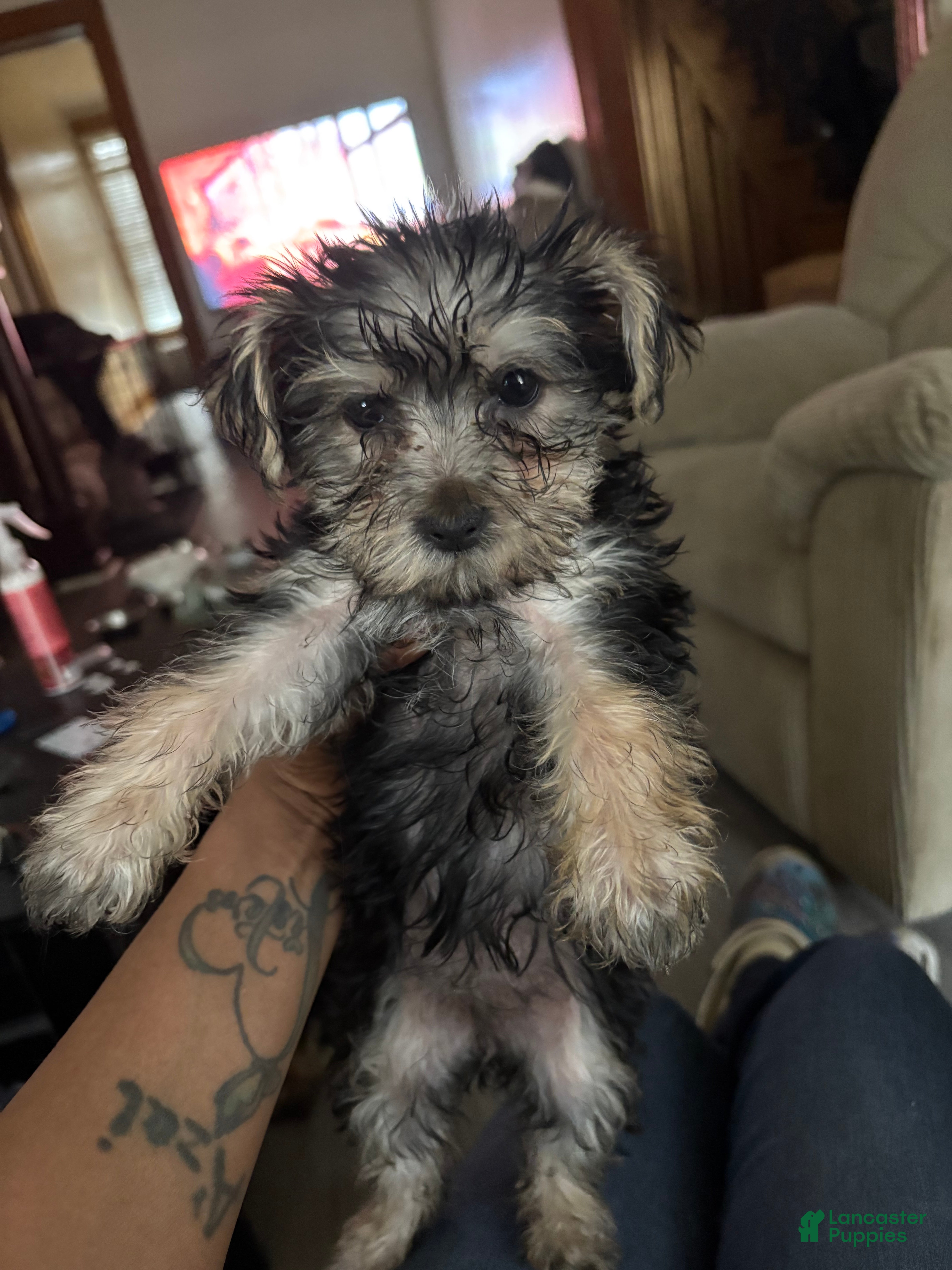 Yorkiepoo dogs Yorkiepoo Puppy 5 - Ad 38