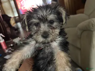 Yorkiepoo dogs Yorkiepoo Puppy 5 - Ad 38