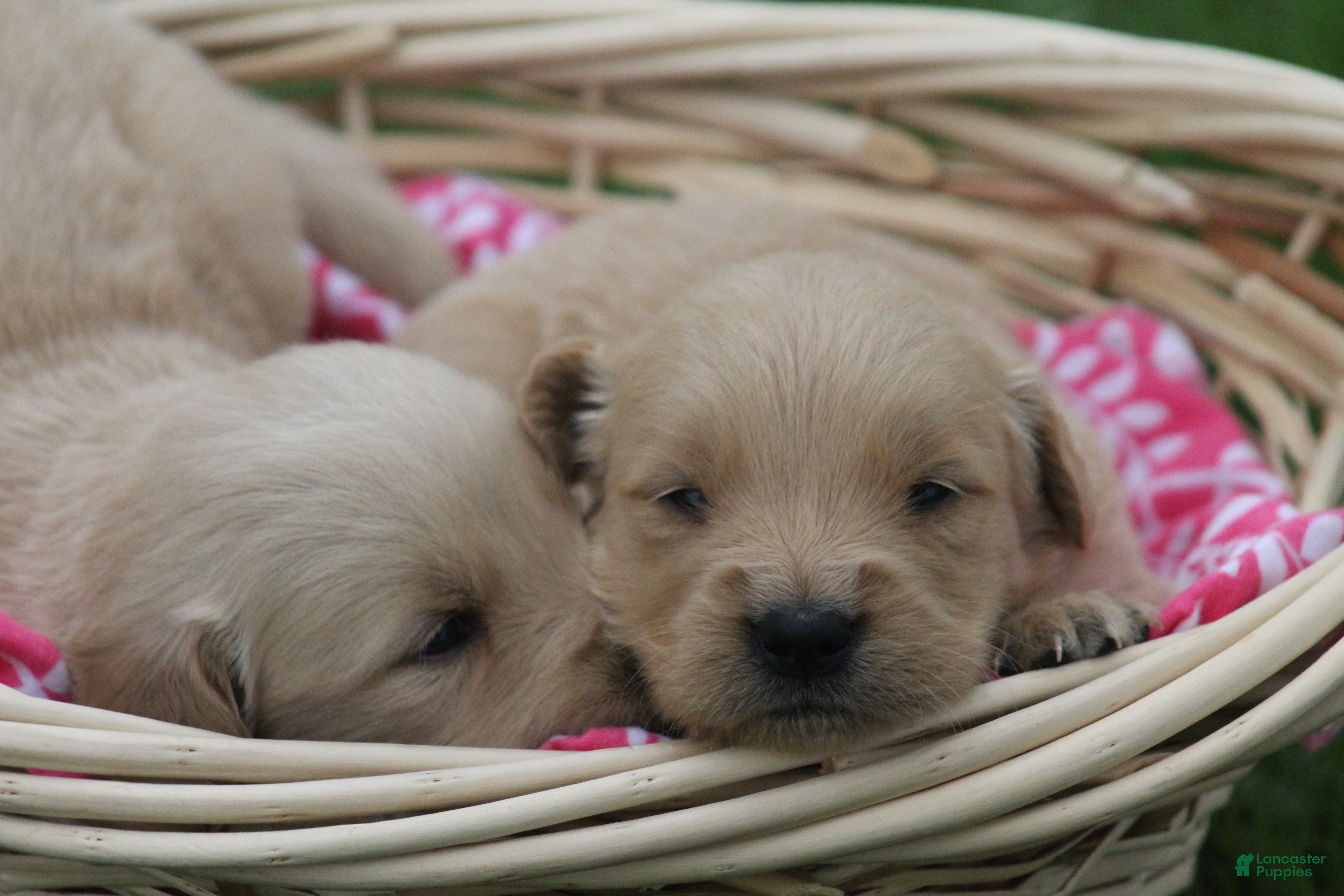 Golden Retriever dogs Daisy  - Ad 2