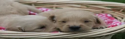 Golden Retriever dogs for sale: Daisy  - Ad 2